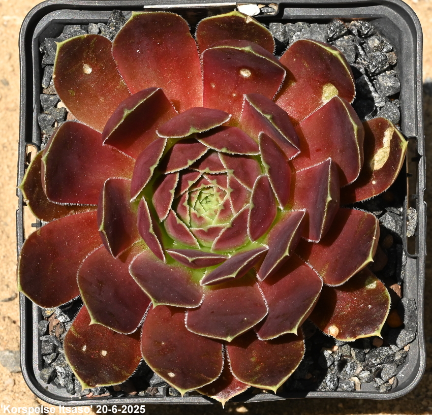 Korspelse Itsaso / Jovi