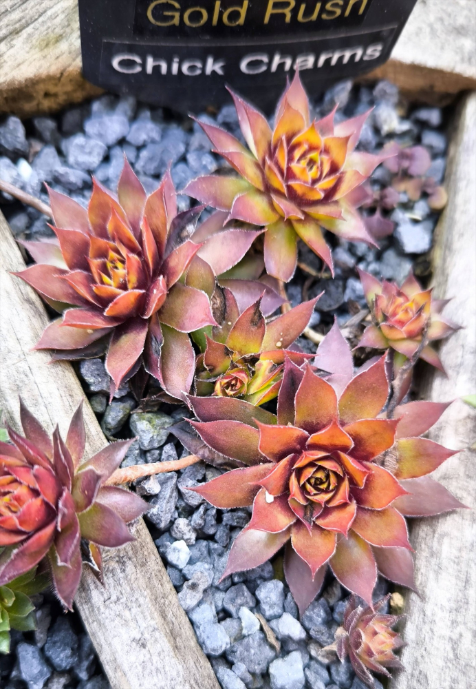 Chick Charms® Gold Rush