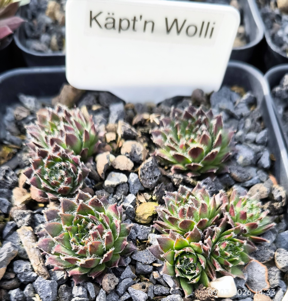 Käpt'n Wolli (NNG)