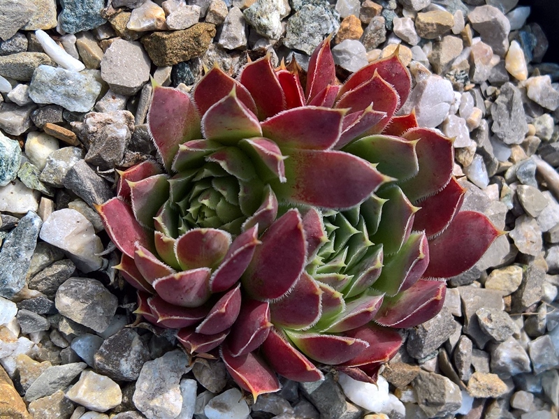 Korspelse Jahelle / Jovi