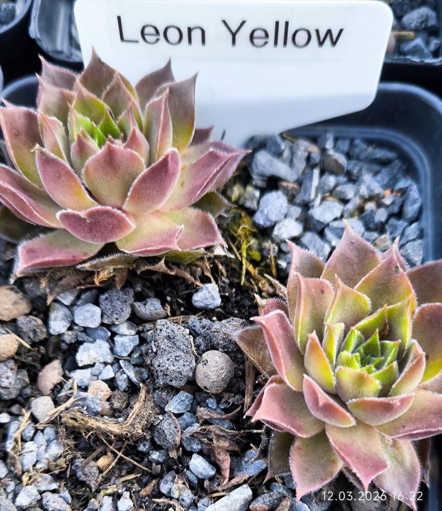 Leon Yellow (NG)