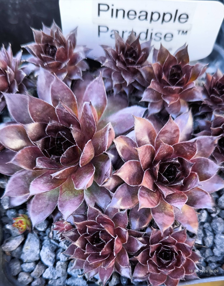 Chick Charms® Pineapple Paradise™ (NG)