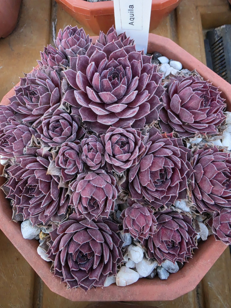 Aquila NICHT gelistet!