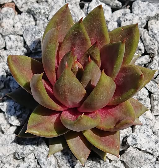 Fanfan la Tulipe