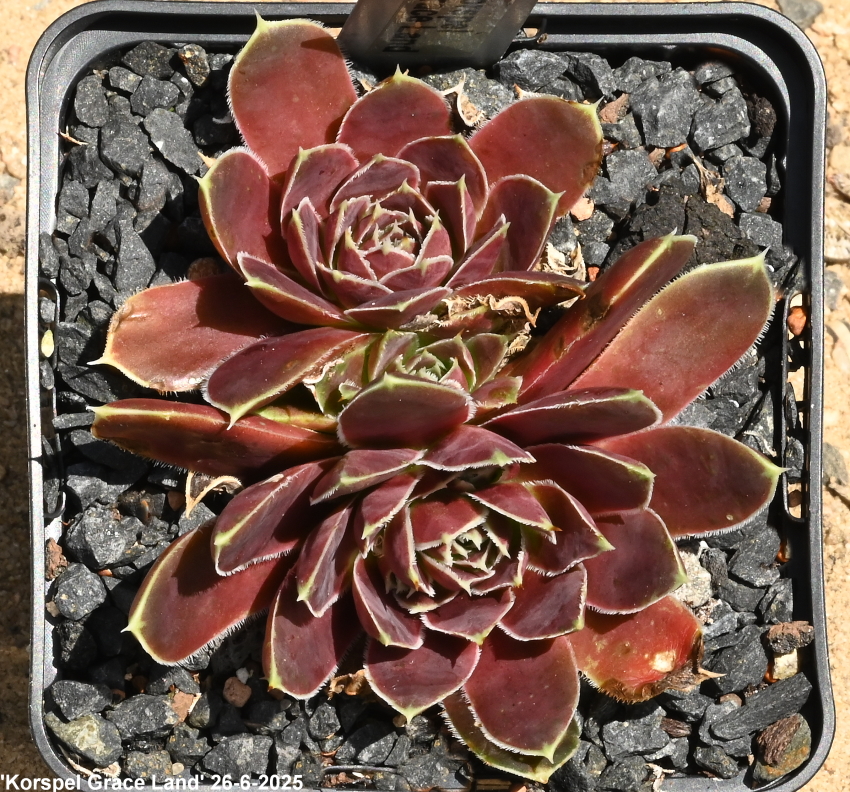 Korspel Grace Land / Jovi