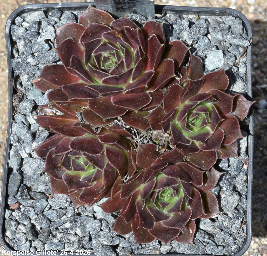 Korspelse Gillote / Jovi