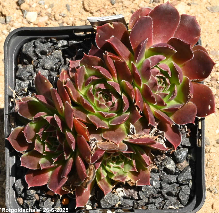 Rotgoldschale / Jovi