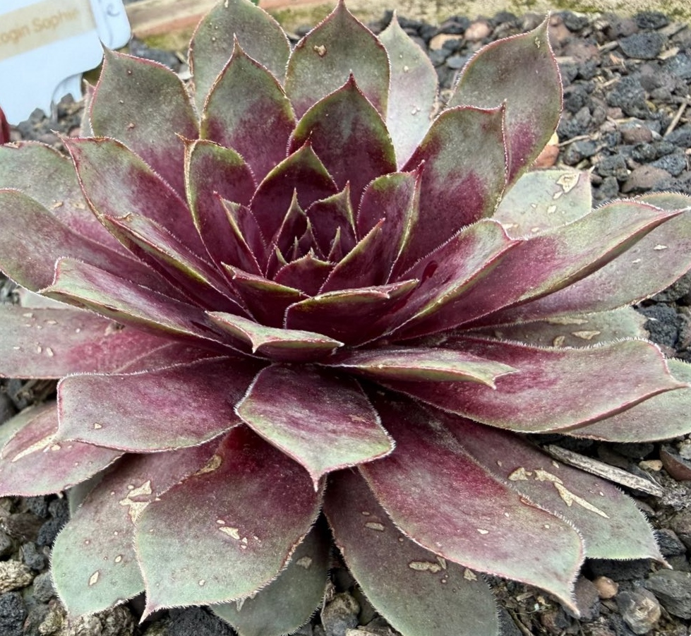 Bayern Herzogin Sophie