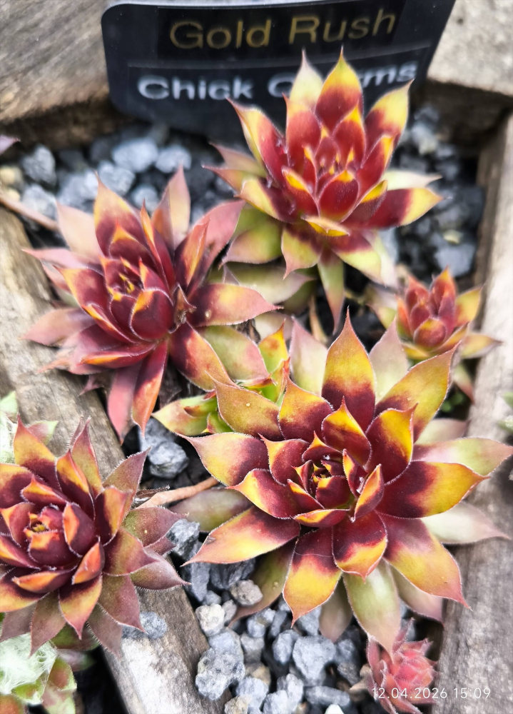 Chick Charms® Gold Rush