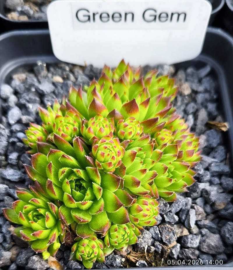 Green Gem / Jovi (NG)