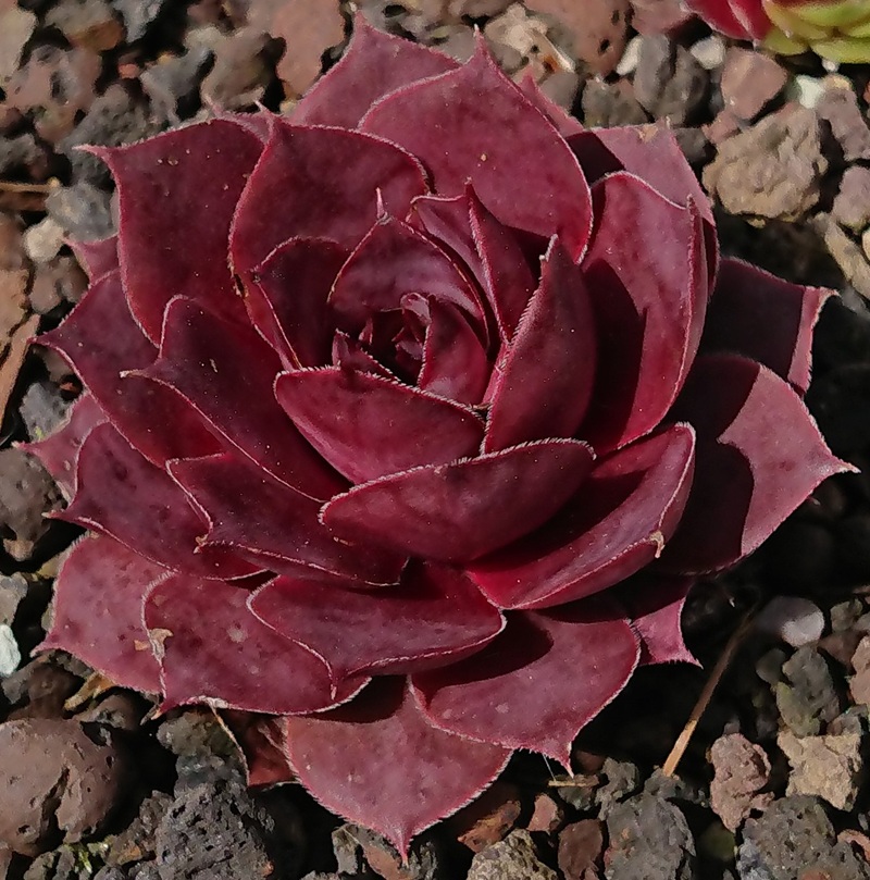 Rosalöffler