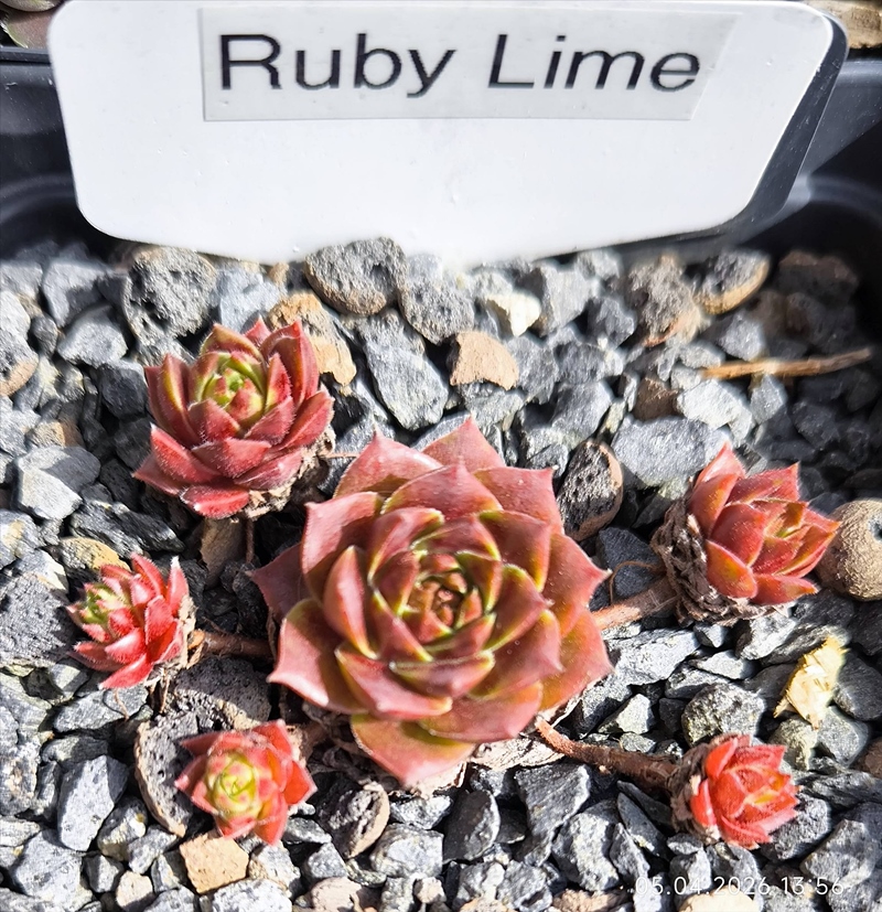 Ruby Lime©
