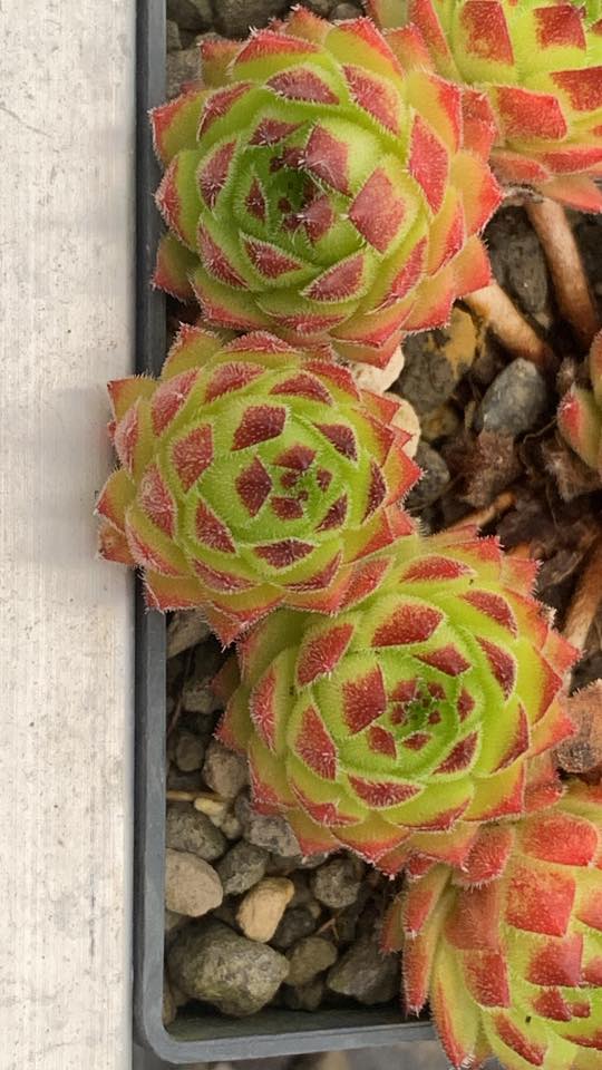 SR Landshuter Hochzeit