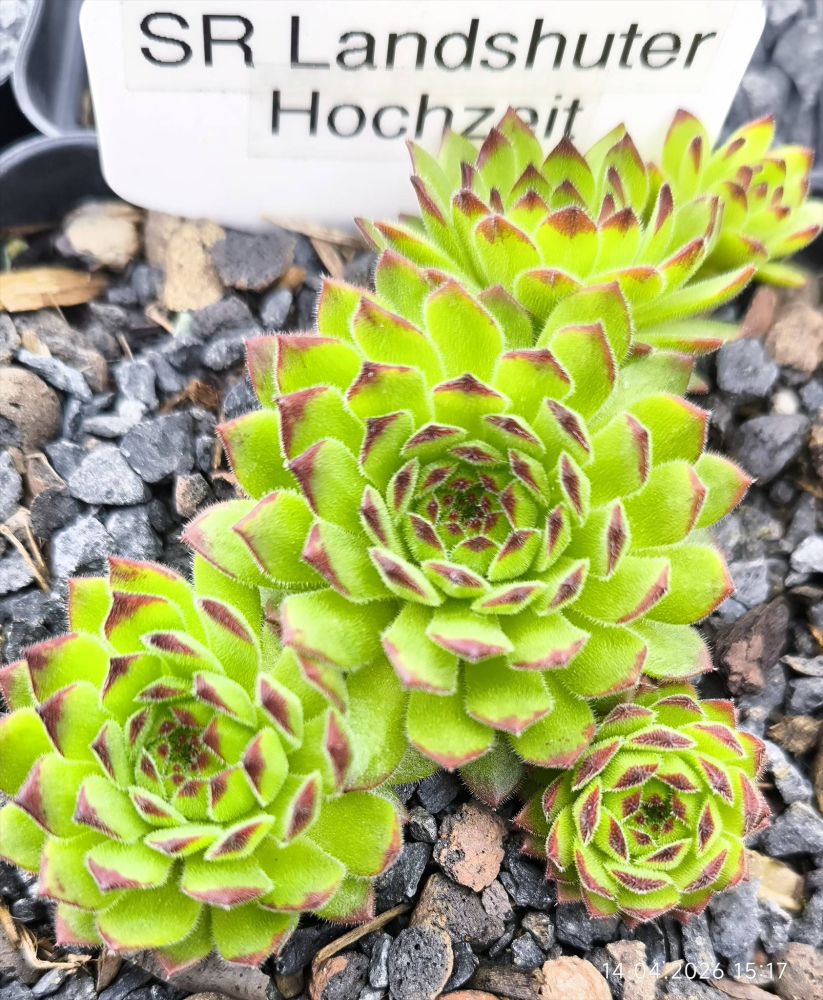 SR Landshuter Hochzeit