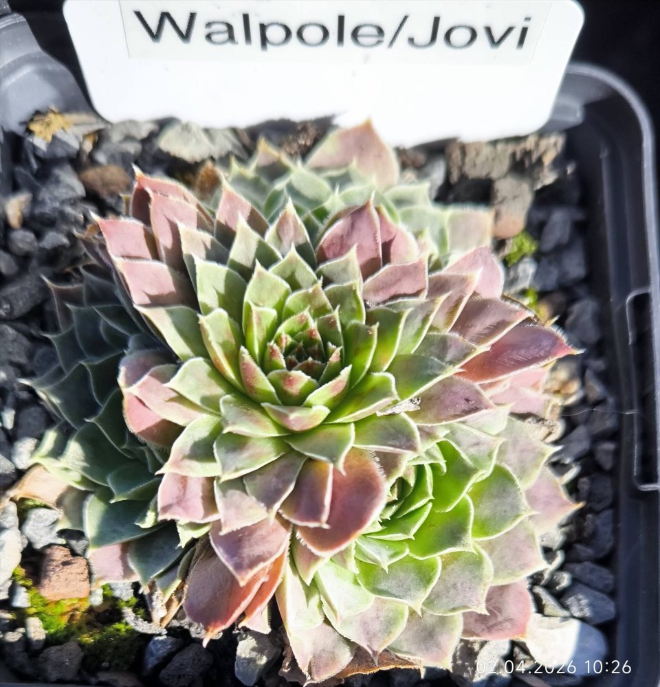 Walpole / Jovi