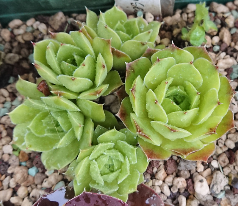 Speransella
