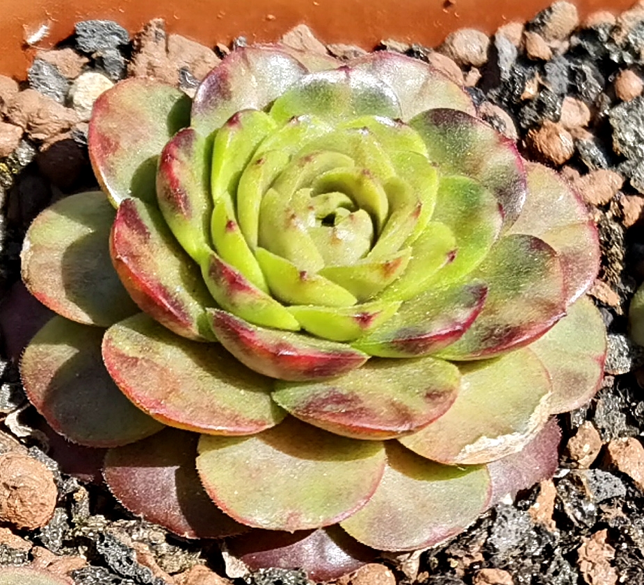 Flower Rockoon