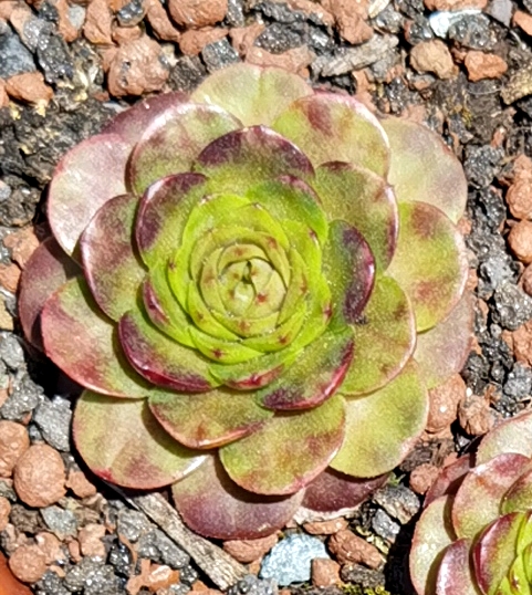 Flower Rockoon