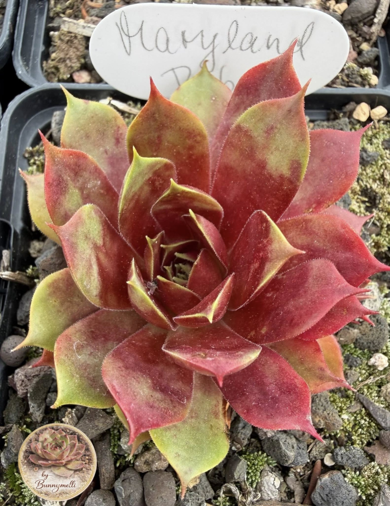 Marland Ruby