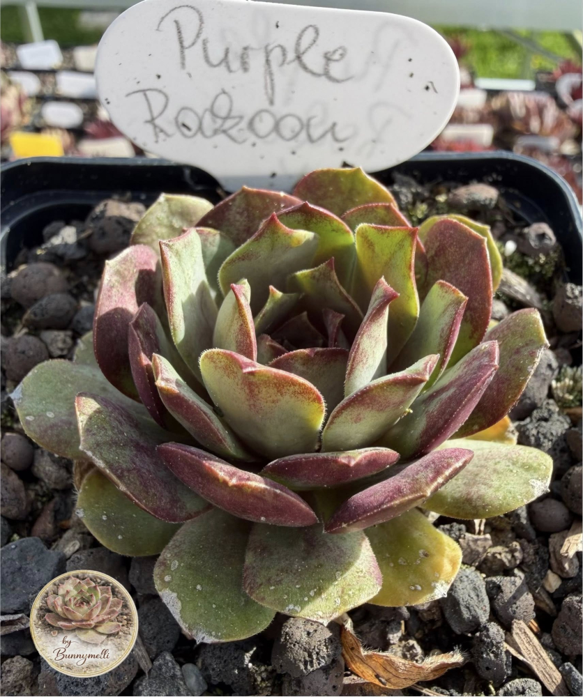 Purple Rockoon