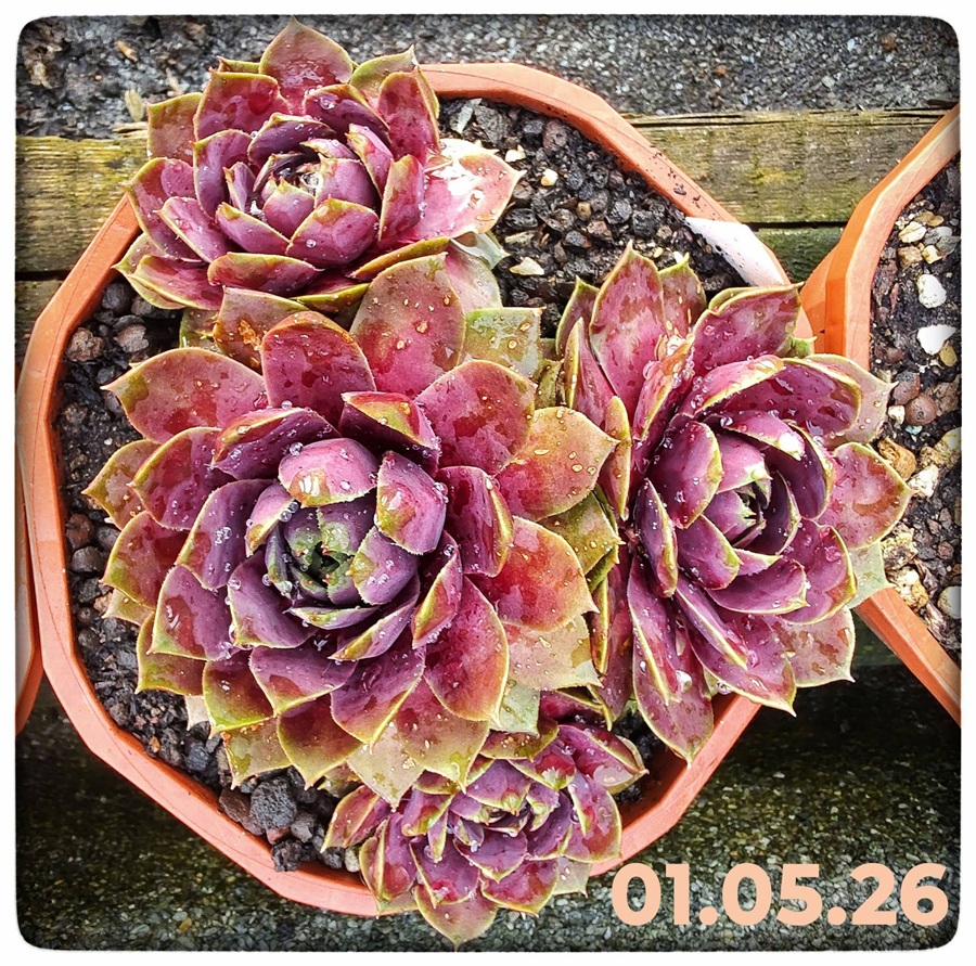Rosenzobels Big Mama