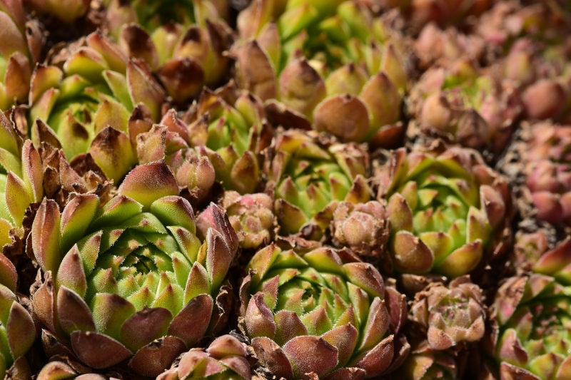 marmoreum ssp. reginae-amaliae from Koutsomitros, 2