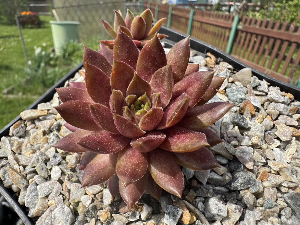  Equinox (NNG)