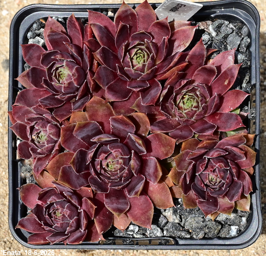 Enata