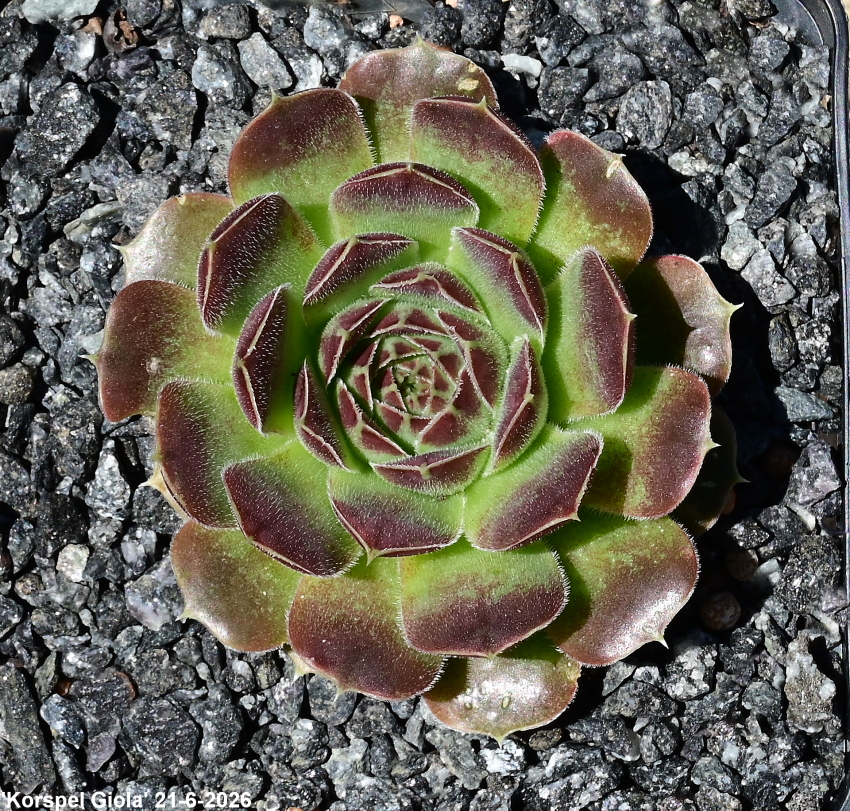 Korspelse Giola / Jovi