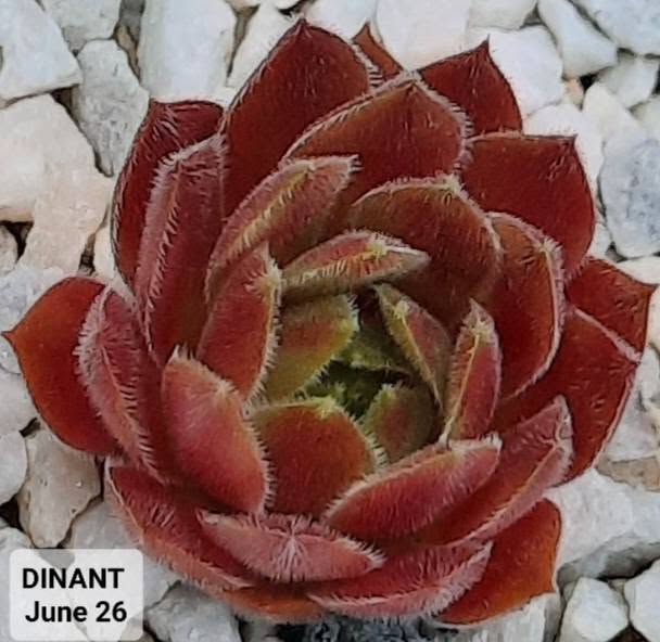 Dinant