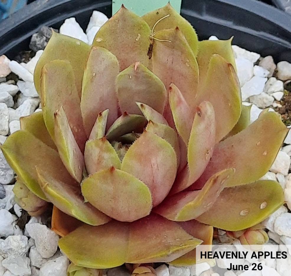 Heavenly Apples