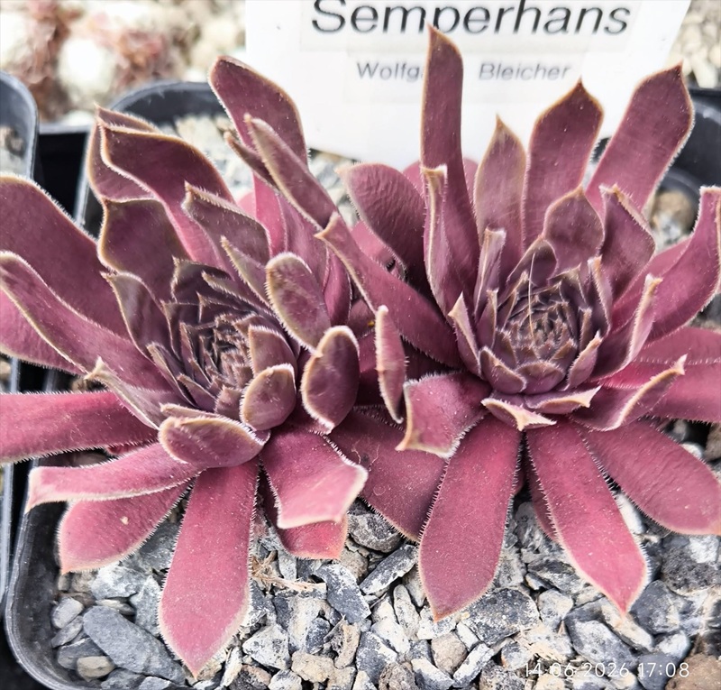 Semperhans
