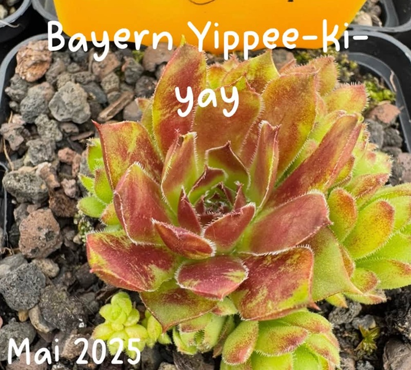 Bayern Yippee-ki-yay 