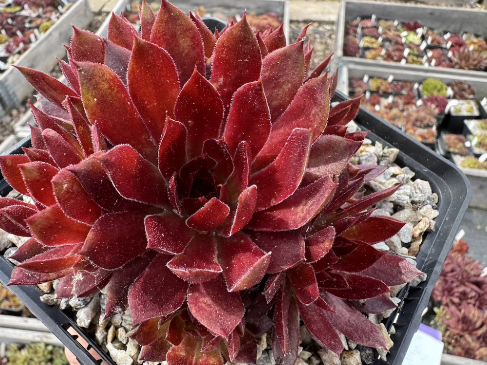  Midnight Garnet (NNG)