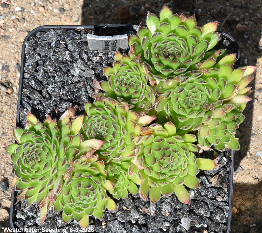 Westchester Seedling