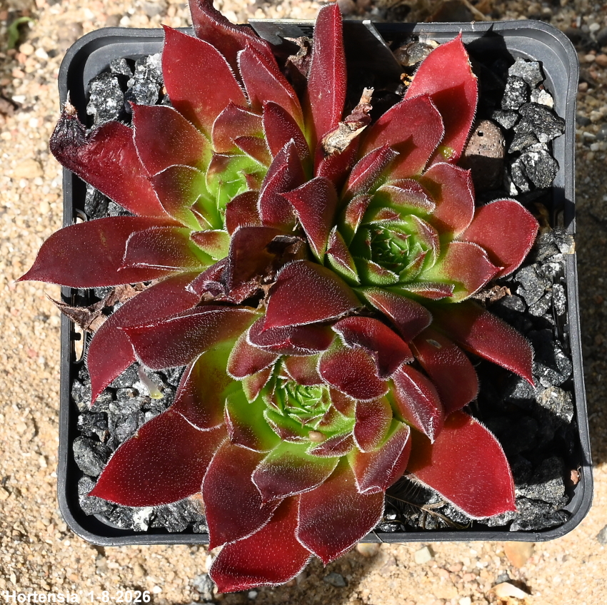 Hortensia / Jovi