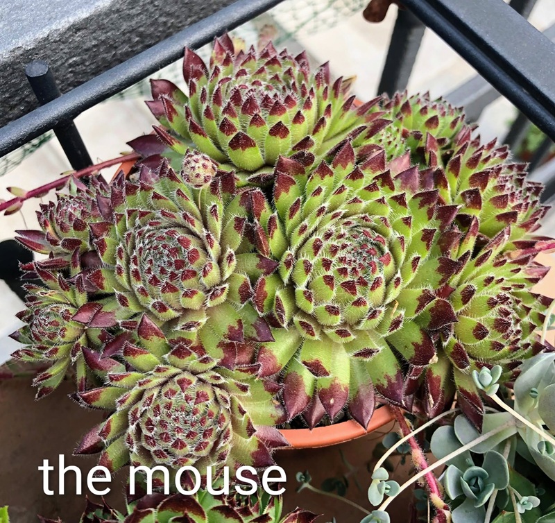 The Mouse