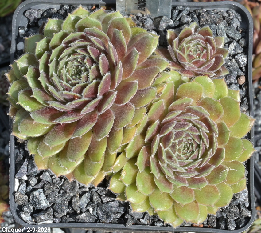 Claquer