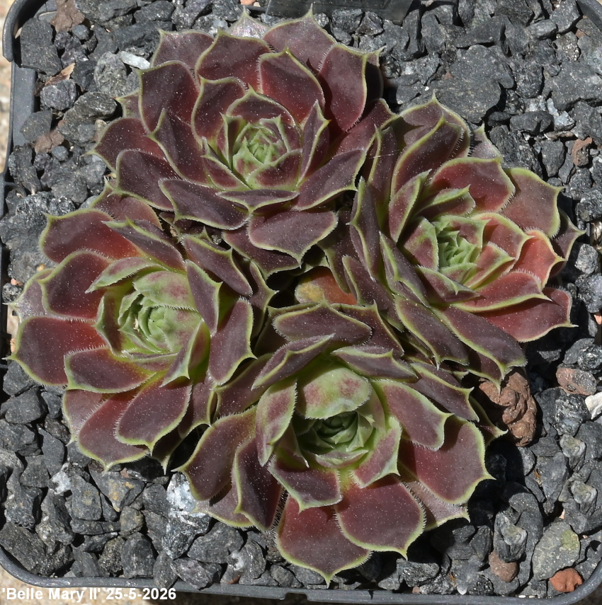 Belle Mary / Jovi ( II )
