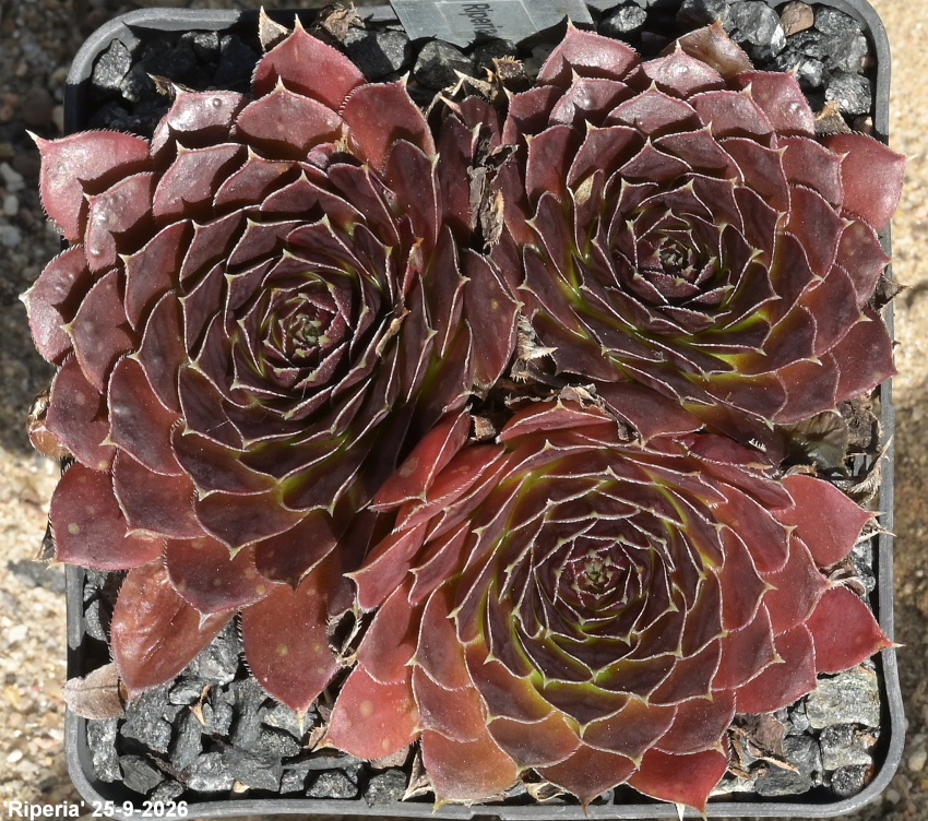 Riperia / Jovi