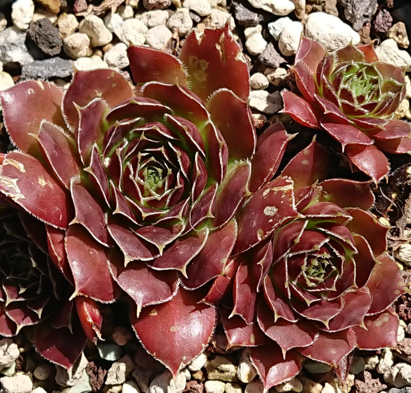 Tarogato