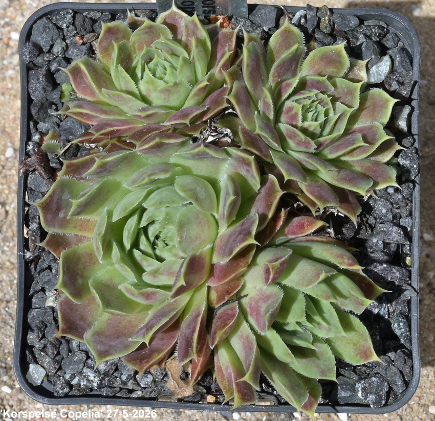 Korspelse Copelia / Jovi