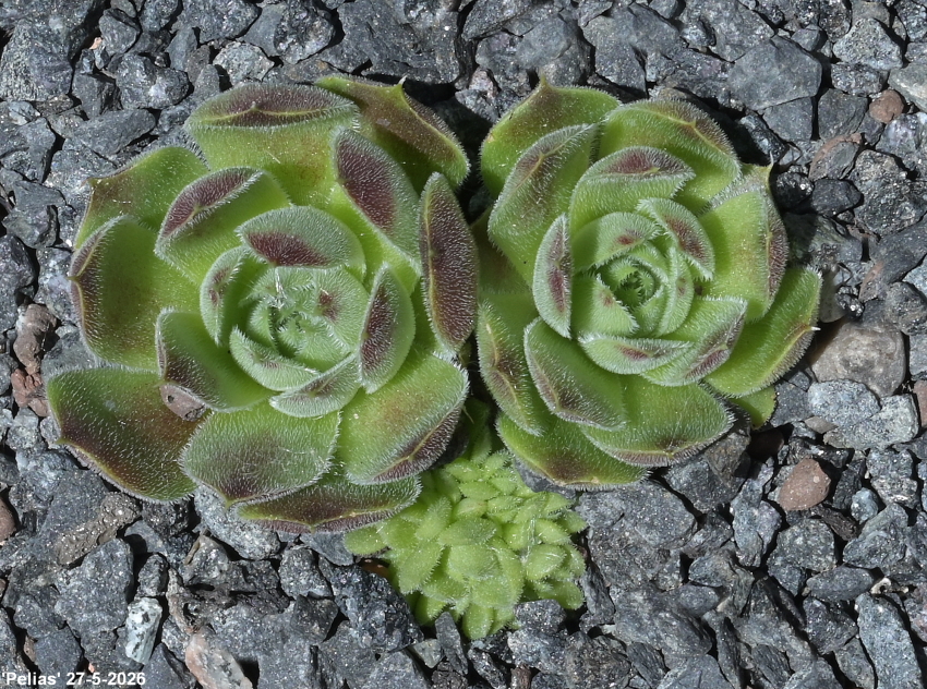 Pelias / Jovi