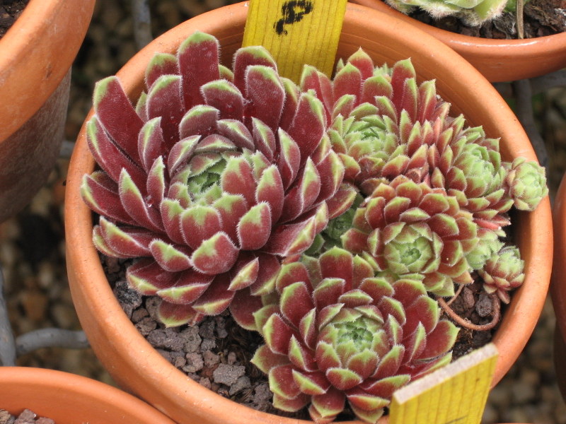 Sempervivum-Bild