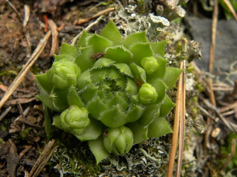 globifera