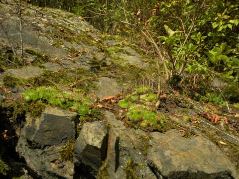 Jovibarba globifera - am Naturstandort, Dolní Bělá, unter der Burgruine