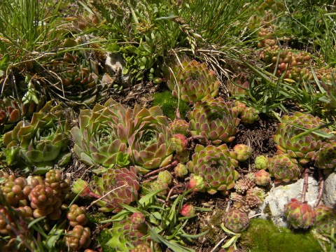 heuffelii macedonicum