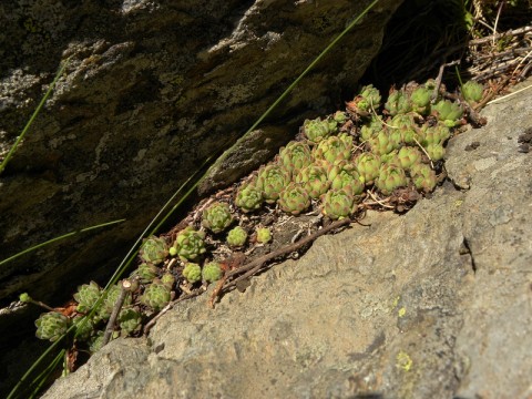 Polster von Rosetten