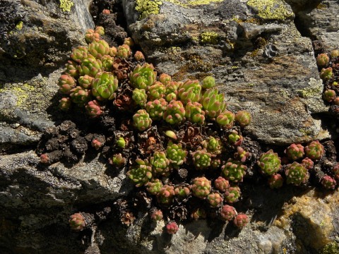 Die Polster waren ziemlich groß