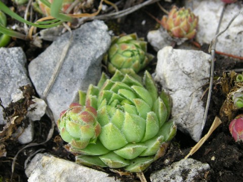 globiferum Voniaca